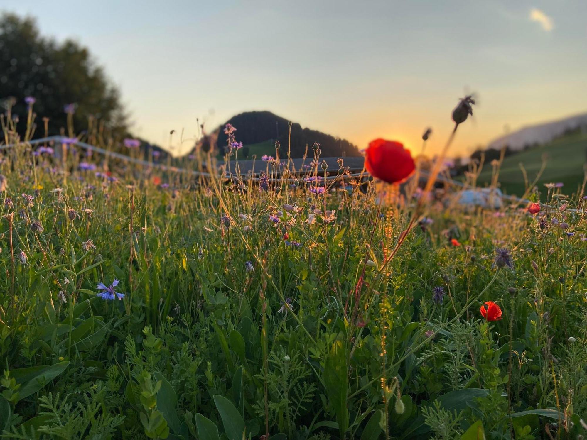Haus Chorblick Daire Westendorf Dış mekan fotoğraf